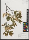 Foto von Salix phylicifolia L.